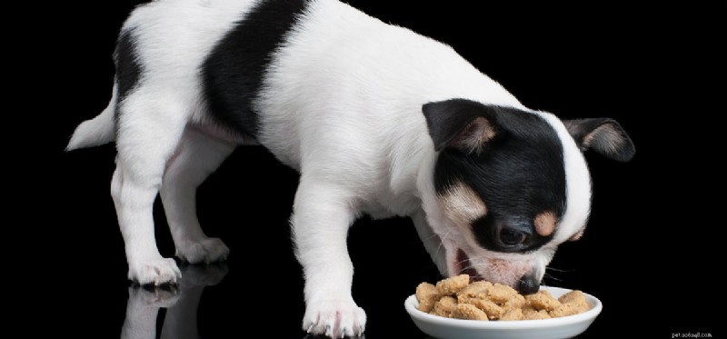 Do Dogs Taste Brown Rice? A Guide to Feeding Dogs Brown Rice Safely