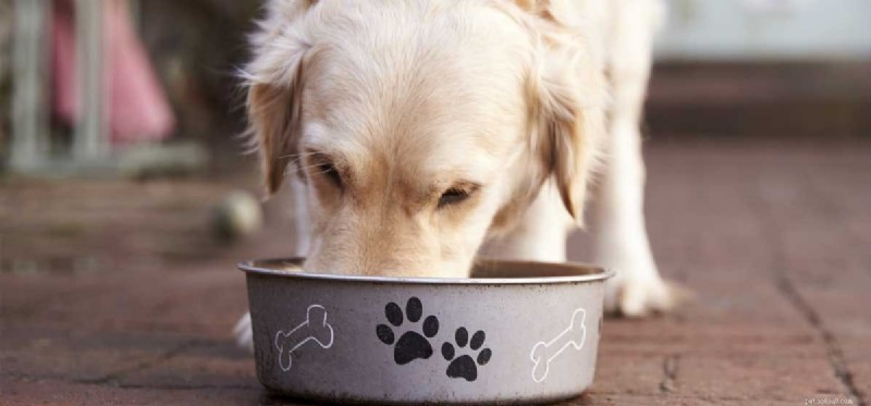 Can Dogs Taste Cat Food? Safety, Appeal, and What to Know