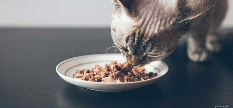 Can Dogs Taste Cat Food? Safety, Appeal, and What to Know