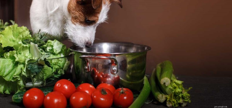 Do Dogs Actually Taste Celery? Discover Their Flavor Preferences
