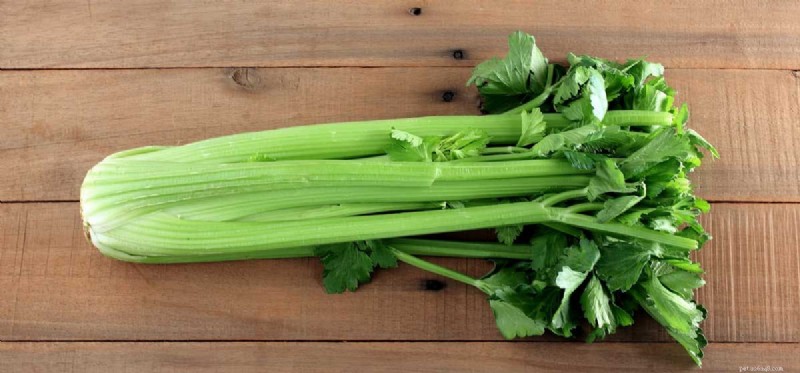 Do Dogs Actually Taste Celery? Discover Their Flavor Preferences