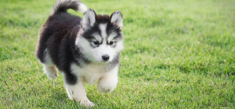 Can Dogs Safely Enjoy Cheese? A Guide to Healthy Treats