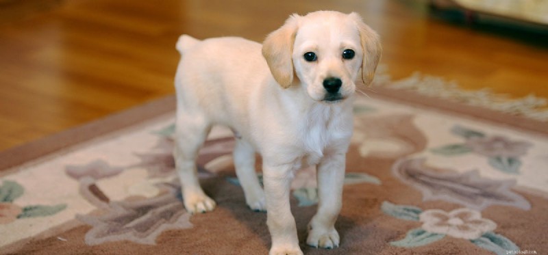 Can Dogs Safely Enjoy Cheese? A Guide to Healthy Treats