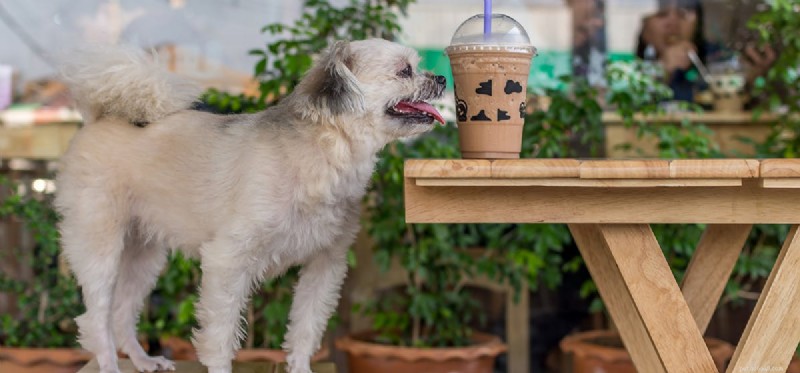 Do Dogs Detect Chocolate Milk s Sweetness? Expert Advice & Safety Tips