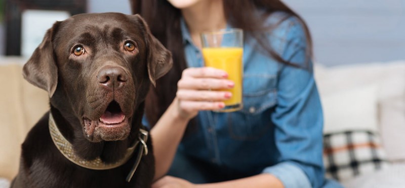 Can Dogs Safely Enjoy Citrus Fruits? A Guide to Your Pup’s Taste and Health
