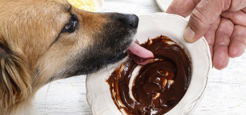 Do Dogs Detect Chocolate Milk s Sweetness? Expert Advice & Safety Tips