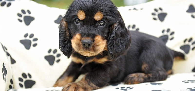 Do Dogs Detect Crumbly Textures? A Guide to Their Taste Preferences