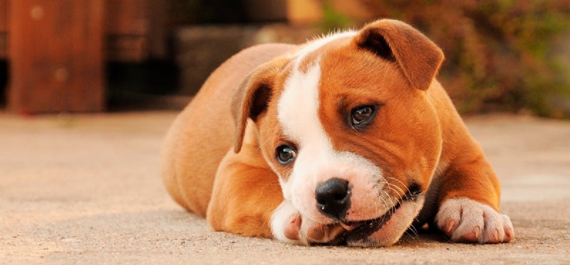 Is Dragon Fruit Safe for Dogs? A Trusted Guide to Tasting & Nutrition