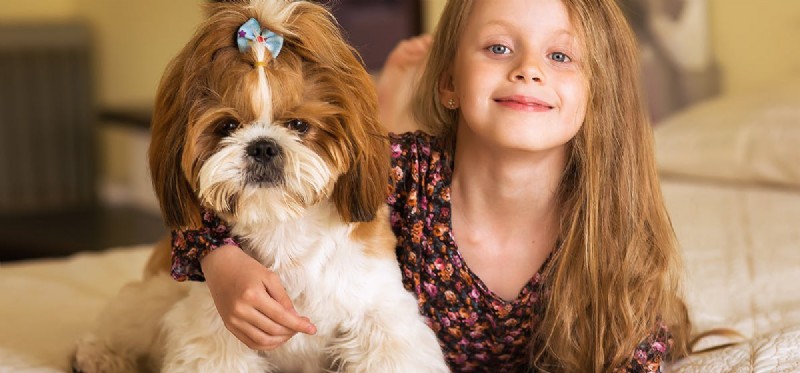 Can Dogs Safely Enjoy Dried Mango? A Quick Guide