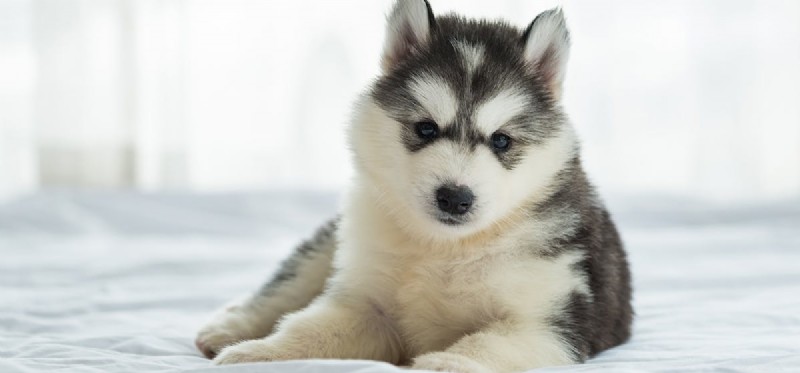 Can Dogs Safely Enjoy Dried Mango? A Quick Guide