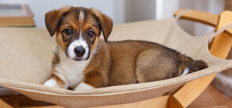 Can Dogs Safely Enjoy Dried Mango? A Quick Guide