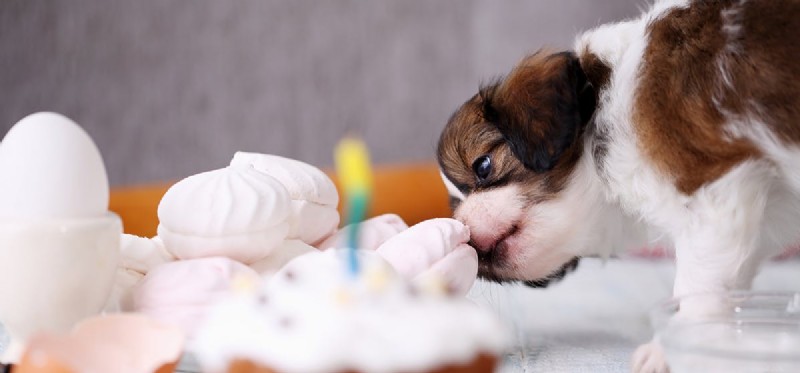 Can Dogs Taste Fizzy Foods? What You Need to Know