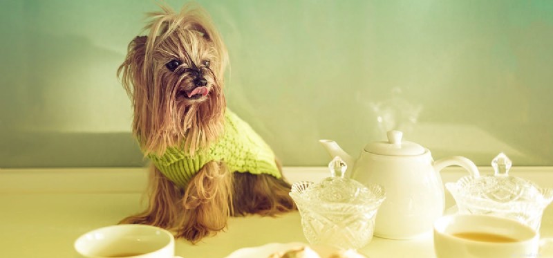 Do Dogs Really Taste Flavors? Insights into Their Taste Sense