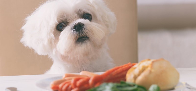 Can Dogs Safely Consume Ginger? Benefits & Precautions
