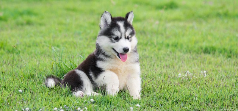 Can Dogs Taste Herbs? Unlocking Flavor & Health Benefits for Your Dog