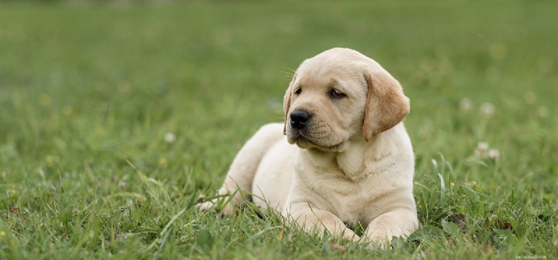Can Dogs Taste Herbs? Unlocking Flavor & Health Benefits for Your Dog