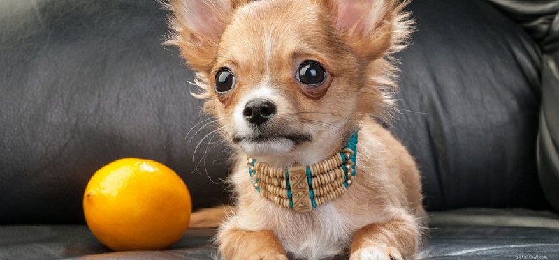 Do Dogs Taste Lemon? What You Need to Know About Lemon Safety for Dogs