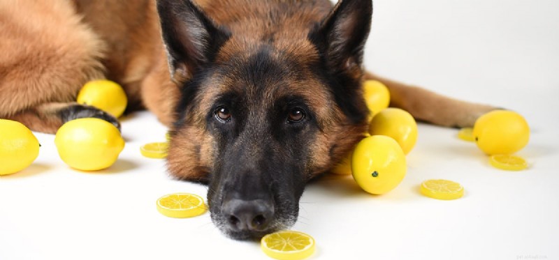 Do Dogs Taste Lemon? What You Need to Know About Lemon Safety for Dogs