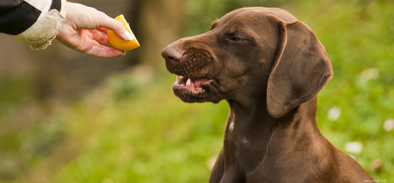 Do Dogs Taste Lemon? What You Need to Know About Lemon Safety for Dogs