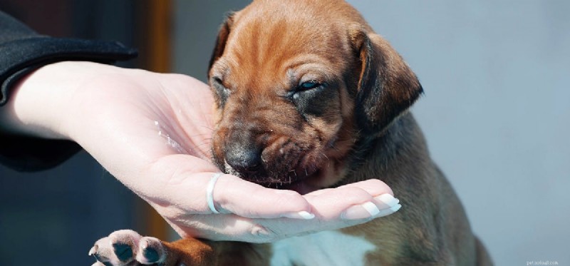 Do Dogs Detect Flavor in Mild Foods? A Scientific Look