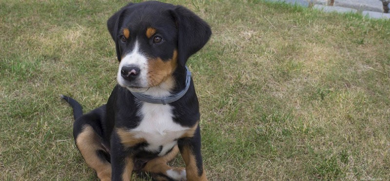 Do Dogs Detect Flavor in Mild Foods? A Scientific Look