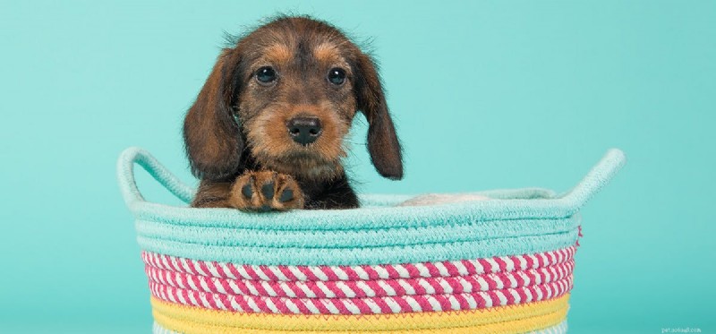 Do Dogs Truly Taste Mint? What the Science Says