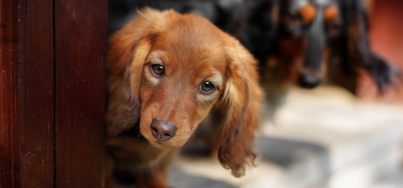 Do Dogs Detect Flavor in Mild Foods? A Scientific Look
