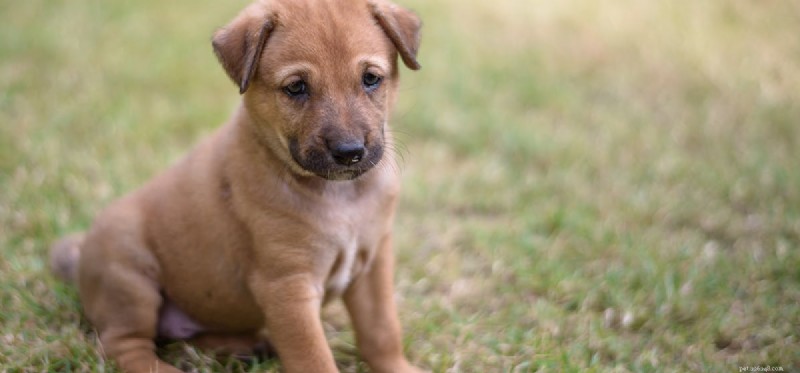 Do Dogs Truly Taste Mint? What the Science Says