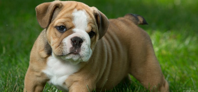 Do Dogs Truly Taste Mint? What the Science Says