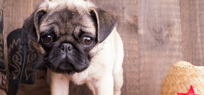 Do Dogs Really Enjoy Nutty Foods? What You Need to Know