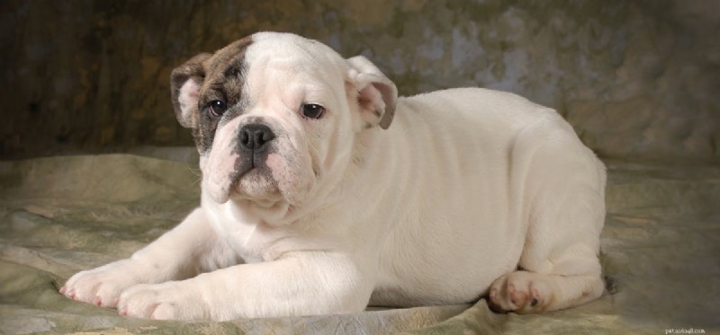 Do Dogs Taste Onion Flavors? Understanding Risks and Safe Alternatives