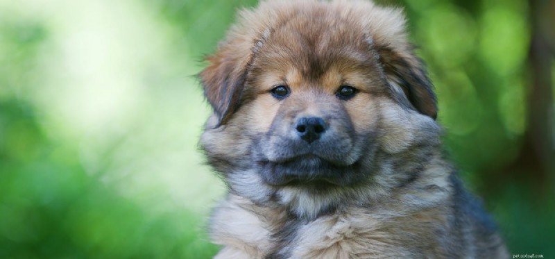 Do Dogs Taste Onion Flavors? Understanding Risks and Safe Alternatives