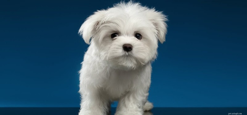 Do Dogs Taste Onion Flavors? Understanding Risks and Safe Alternatives