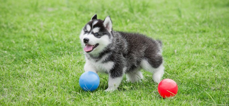 Do Dogs Taste Onion Flavors? Understanding Risks and Safe Alternatives