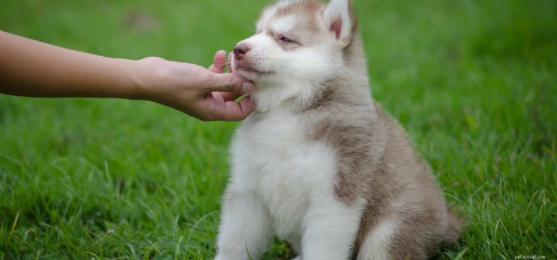 Can Dogs Safely Consume Spicy Food? Understanding Pepper Sensitivity in Canines