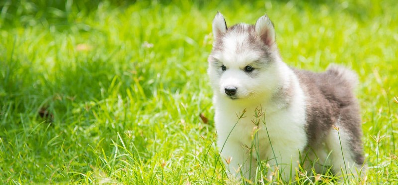 Why Dogs Eat Poop: Understanding the Behavior and How to Stop It