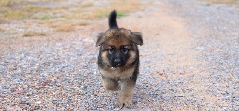 Why Dogs Eat Poop: Understanding the Behavior and How to Stop It