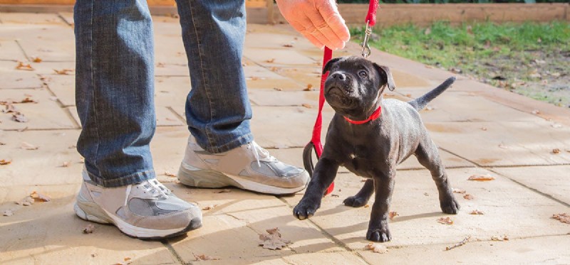 Can Dogs Taste Roasted Food? Understanding Their Flavor Perception