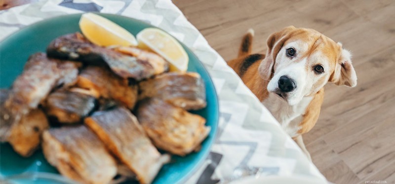 Can Dogs Taste Roasted Food? Understanding Their Flavor Perception