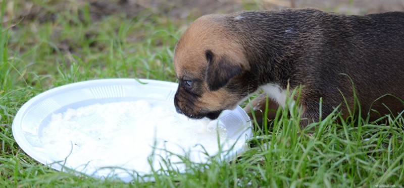 Is Soy Milk Safe for Dogs? A Quick Safety Guide