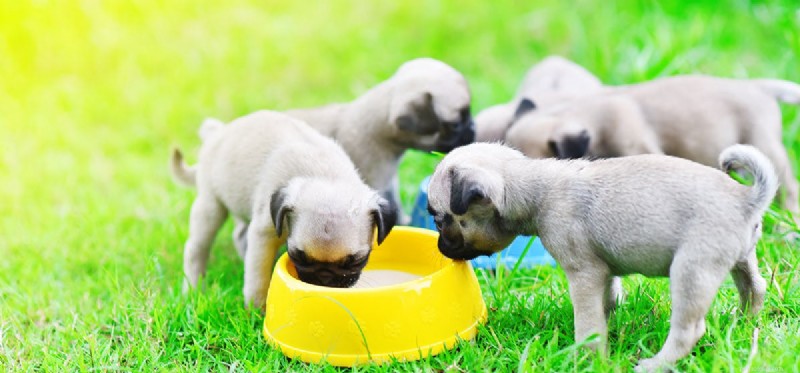 Is Soy Milk Safe for Dogs? A Quick Safety Guide