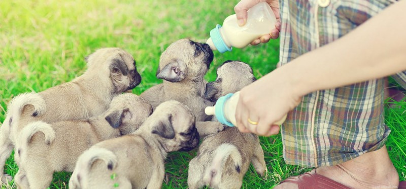Is Soy Milk Safe for Dogs? A Quick Safety Guide