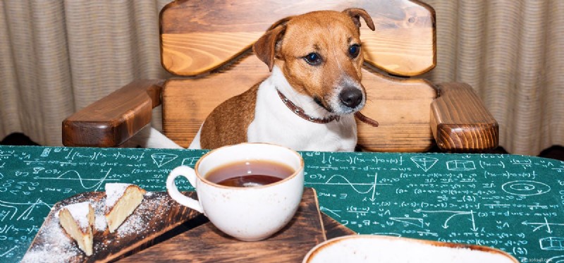 Do Dogs Taste Tea? Discover Safe Options for Your Furry Friend
