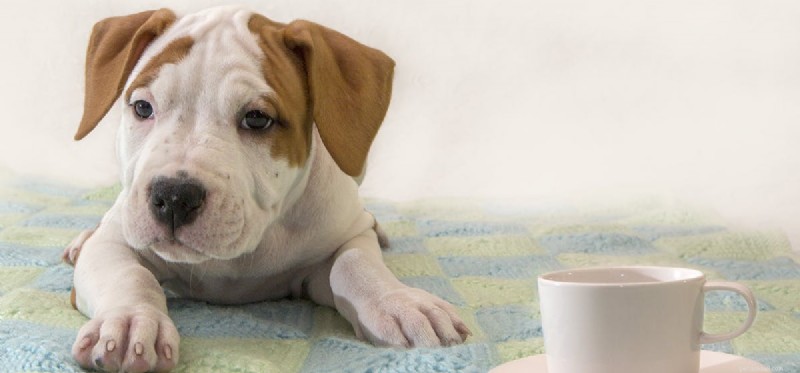 Do Dogs Taste Tea? Discover Safe Options for Your Furry Friend