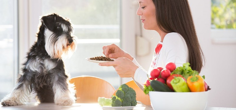 Do Dogs Taste Food Like Humans? Exploring Canine Flavor Perception