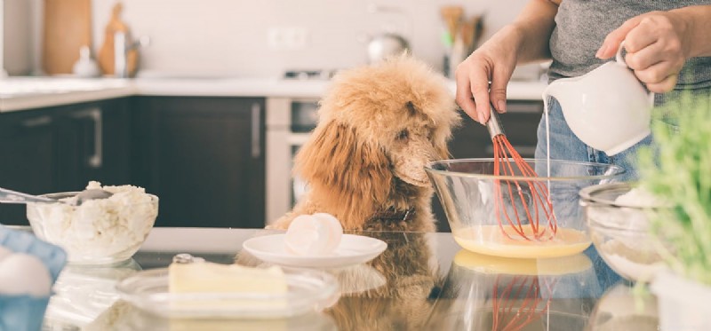 Do Dogs Taste Food Like Humans? Exploring Canine Flavor Perception