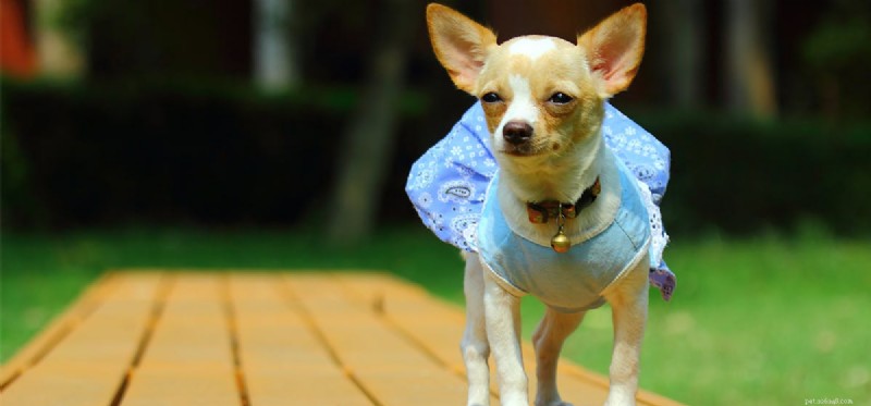 Is Wasabi Safe and Tasty for Dogs? Expert Insights