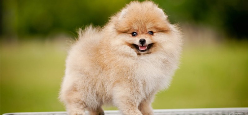 Is Wasabi Safe and Tasty for Dogs? Expert Insights