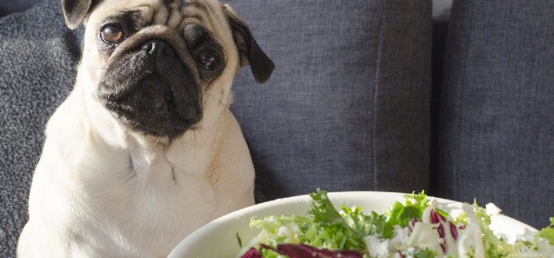 Is Wasabi Safe and Tasty for Dogs? Expert Insights