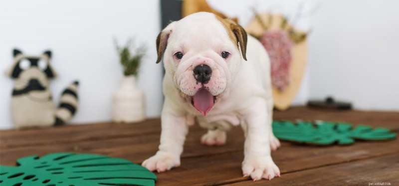 Is Wasabi Safe and Tasty for Dogs? Expert Insights